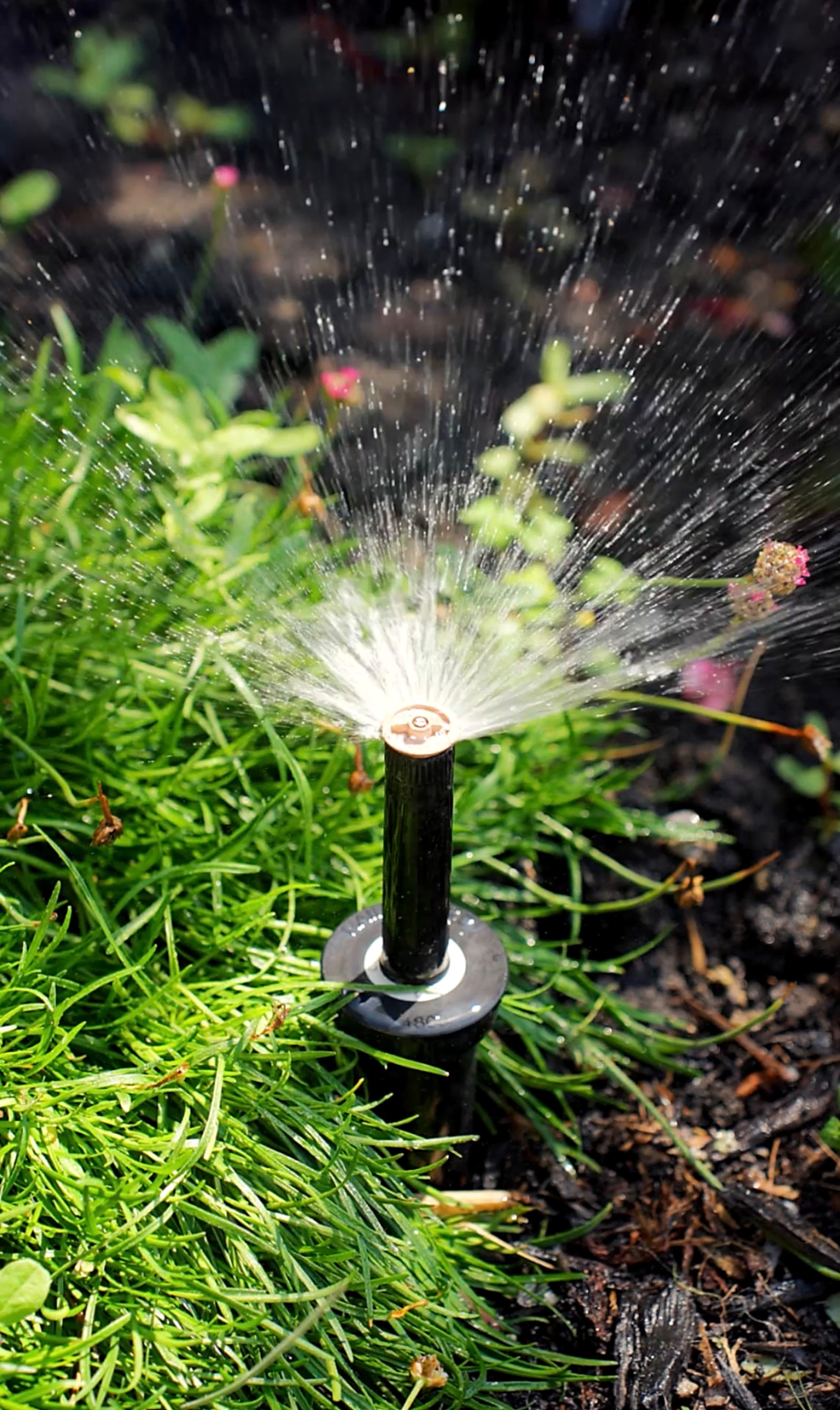 Pop-up sprinkler head emitting a fine mist fan over a planted garden bed at close range
